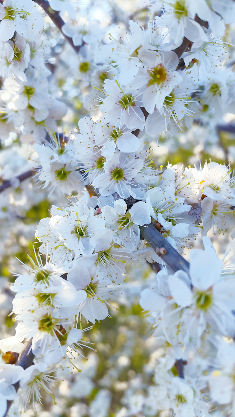 flower, cherry blossom, leaves, springtime, blossom, apple tree, macro, flower fullness, beauty in nature, close-up, bloom, spring awakening, petal, white color