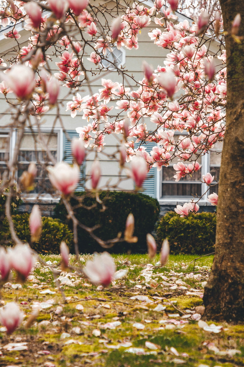 building exterior, fir, day, no people, flowering plant, selective focus, built structure, planting, fowl, beauty in nature, outdoors, growth, chicken