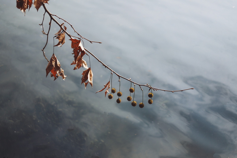 focus, branch, aircraft, veins, helicopter, photography, food, vulnerability, grain, no people, close-up, tree, hanging, vegetable, maple, plant, flower