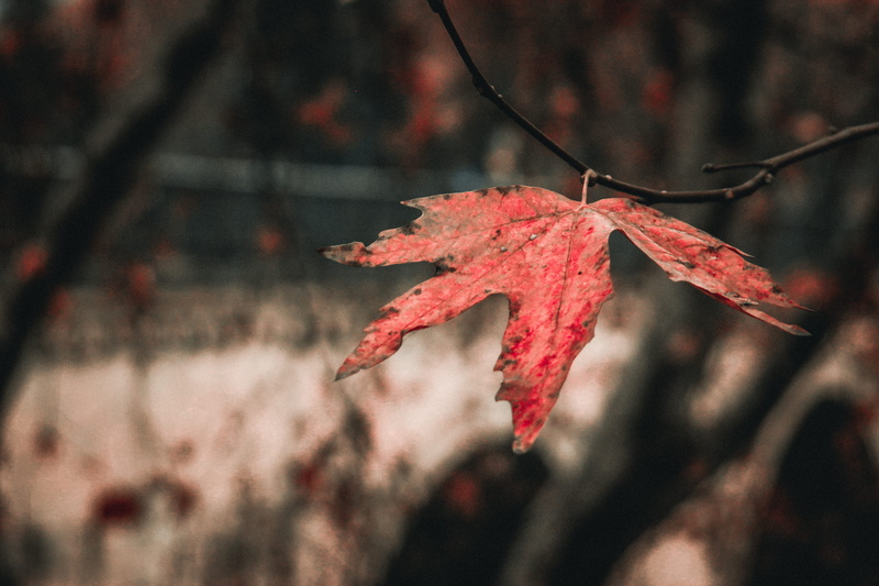 vulnerability, day, plant part, leaves, twig, change, close-up, branch, selective focus, acanthaceae, maple, no people, blossom, beauty in nature, nature