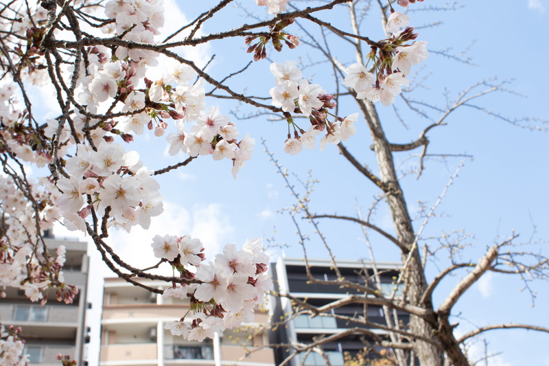springtime, plant, spring, low angle view, day, bearing, geranium, japanese, building exterior, cherry tree, outdoors, cherry blossoms, flower, flowering plant