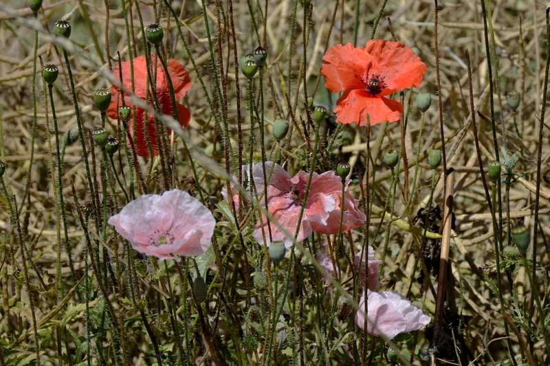 ornamental plant, outdoors, bi color, bloom, petal, pink and white, photo, fragility, red, close-up, blossoms, klatschmohn, pollen, mohngewaechs, no people