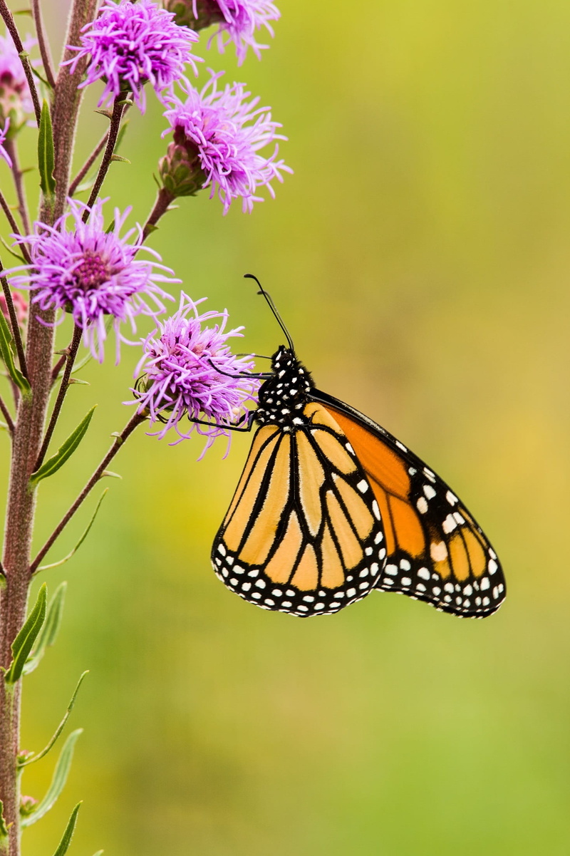 Monarch butterfly, African Monarch, vulnerability, flower, nature, animal wildlife, petal, nectar, pollination, blossom, outdoors, fragility, butterfly