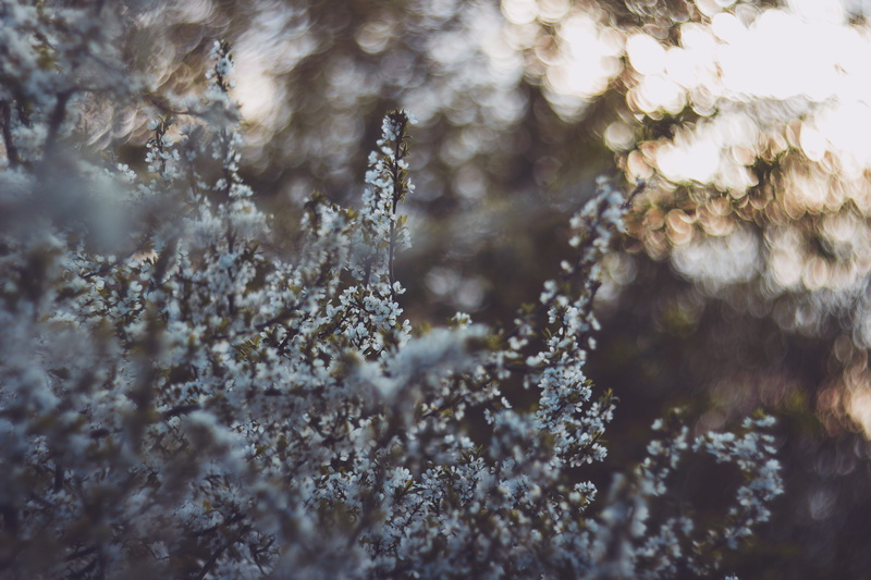 backgrounds, 5K, grey, nature, growth, close-up, lichen, close, cold temperature, tree, outdoors, no people, blur, pattern, covered, full frame, blossom