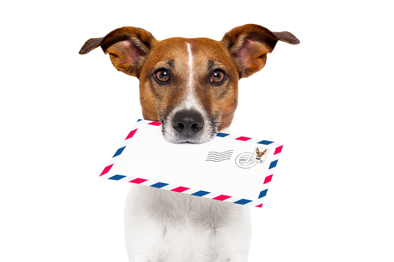 tan, russell, emotion, pets, terrier, dog, adult, domestic animals, mail, portrait, one animal, studio shot, cute, white, 5K, white background, vertebrate