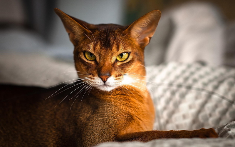 brown, 1080P, 1920x1200, abyssinian, cat, animals, fur