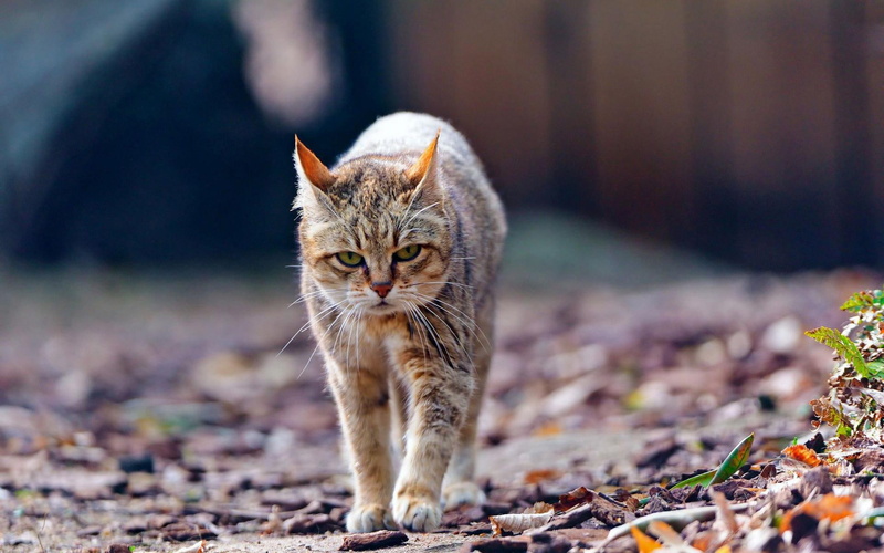1920x1200, orange, animals, cat, bored, grey, 1080P
