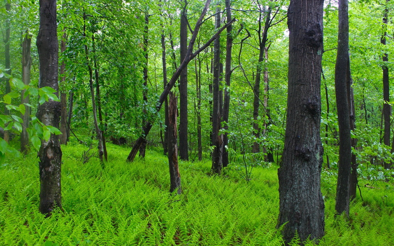 lush foliage, trees, tranquility, tranquil scene, non-urban scene, metal, rods, black, foliage, landscape, bamboo - plant, tree, tree trunk, trunk, beauty in nature