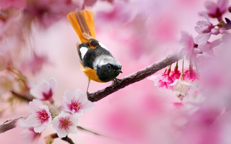 bumblebee, pink flowers, pollen, plant, white, close-up, no people, shirt, flowers, pink color, freshness, depth of field, black, flower, animal, cherry tree