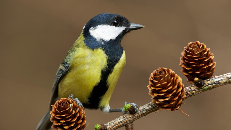 animal wildlife, animal, no people, twigs, tree, close-up, nature, plant, birds, perching, group of animals, animals, animals in the wild, vertebrate, bird