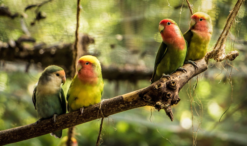 exotic, wildlife, environment, branch, parakeet, outdoors, yellow, photo, tropical, vertebrate, group of animals, parrot, lovebirds, bird, life, 5K, plant
