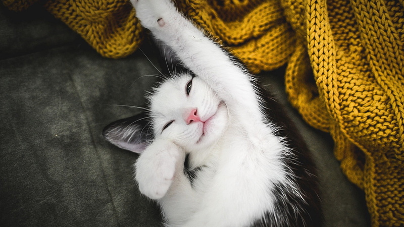 mammal, vertebrate, eyes closed, whisker, white, one animal, white color, animal themes, sleeping, stretching, cat, pets, 1080P, no people, animals, feline