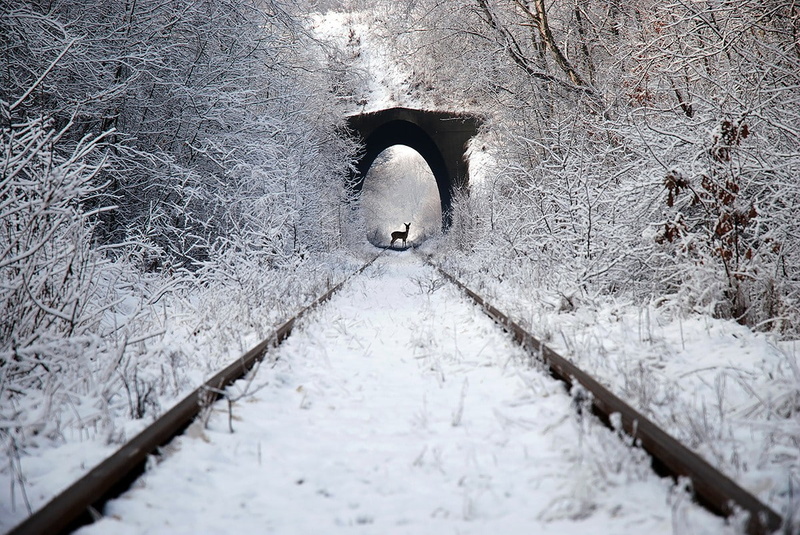 railway, train, winter, photography, animals, snow, deer, 480P, road, nature
