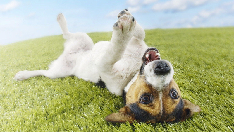 terrier, upside down, funny, animals, 1080P