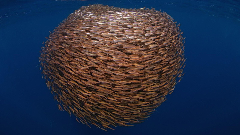 underwater, fish, swimming, 1080P, sea