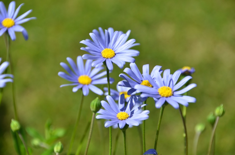 blossom, blue felicia daisy, no people, growing plant, freshness, spring, purple, inflorescence, flower, plant, day, pollen, fragility, field, flowering plant