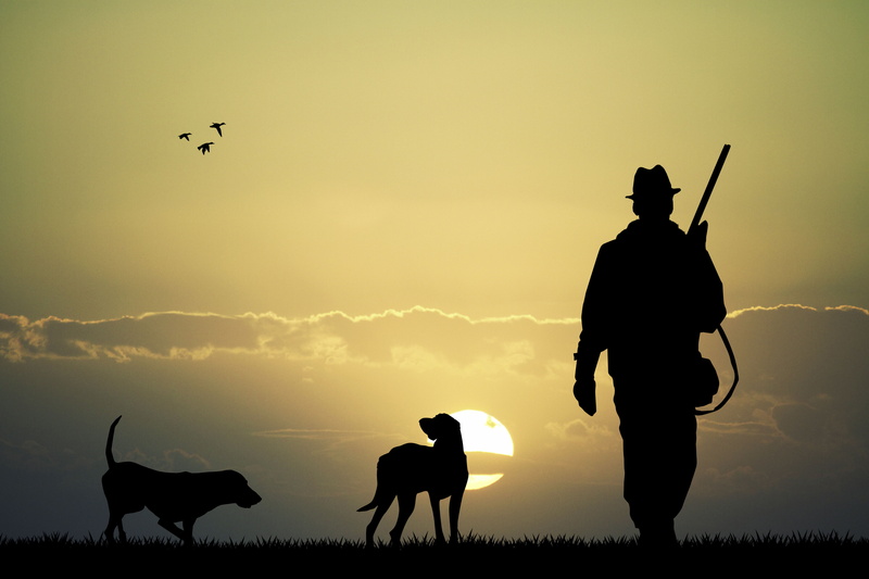 walking, meadow, sun, one animal, dusk, wildlife, grass, flying, summer, hunting, sky, two, landscape, animal, rifle, black Color, mammal, nature, people