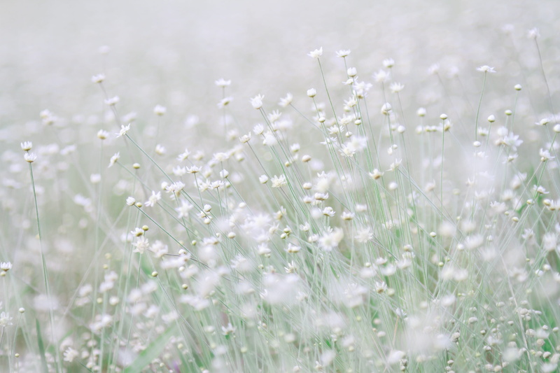 white color, fragility, tranquility, wind, beauty in nature, pastel colored, selective focus, flowering plant, plain, nature, plant, freshness, meadow