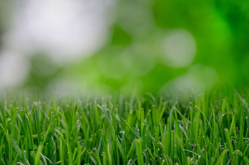 close-up, landscape, environment, growth, grass, no people, beauty in nature, freshness, selective focus, blade of grass, plain, plant, land, eco, backgrounds