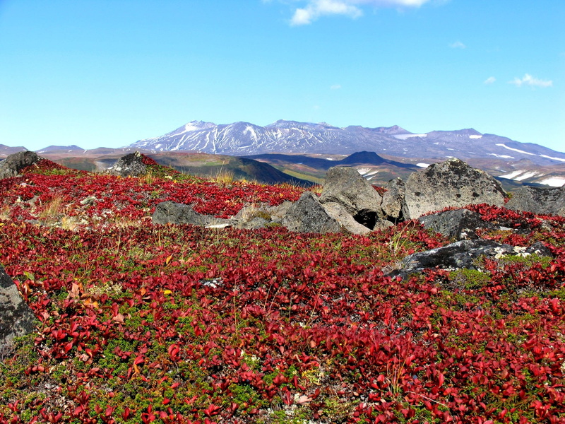 scenics - nature, fall colors, foliage, journey, red, idyllic, blue, snowcapped mountain, mountain, non-urban scene, mountains, 1080P, plant, sky, flower