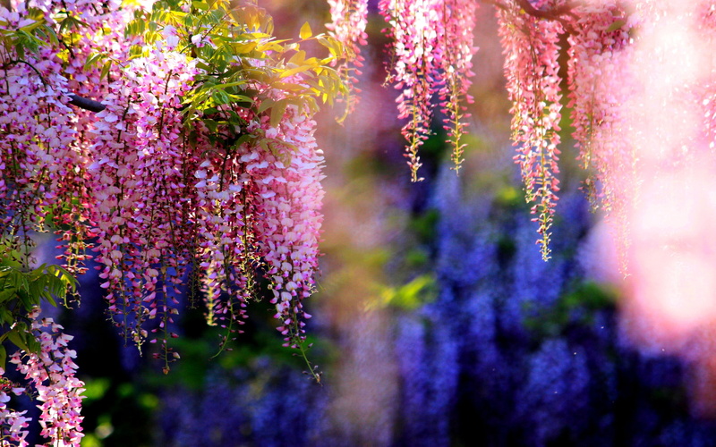 2K, concentrations, wisterin, kinds, tree, high, beautiful, wisteria, pink, contain, seeds, particularly, toxin, toxic, flowers