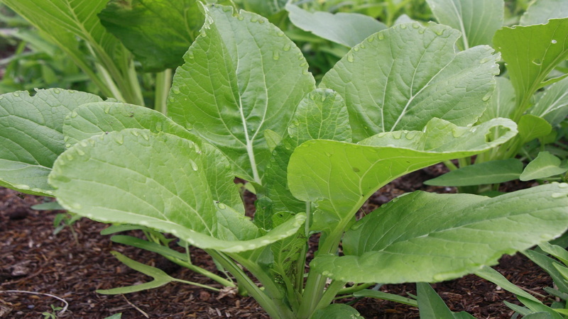 gardening, forest park na merit 1, nature, food and drink, plantation, 1080P, land, vegetable garden, planting, freshness, botany, green color, vegetable