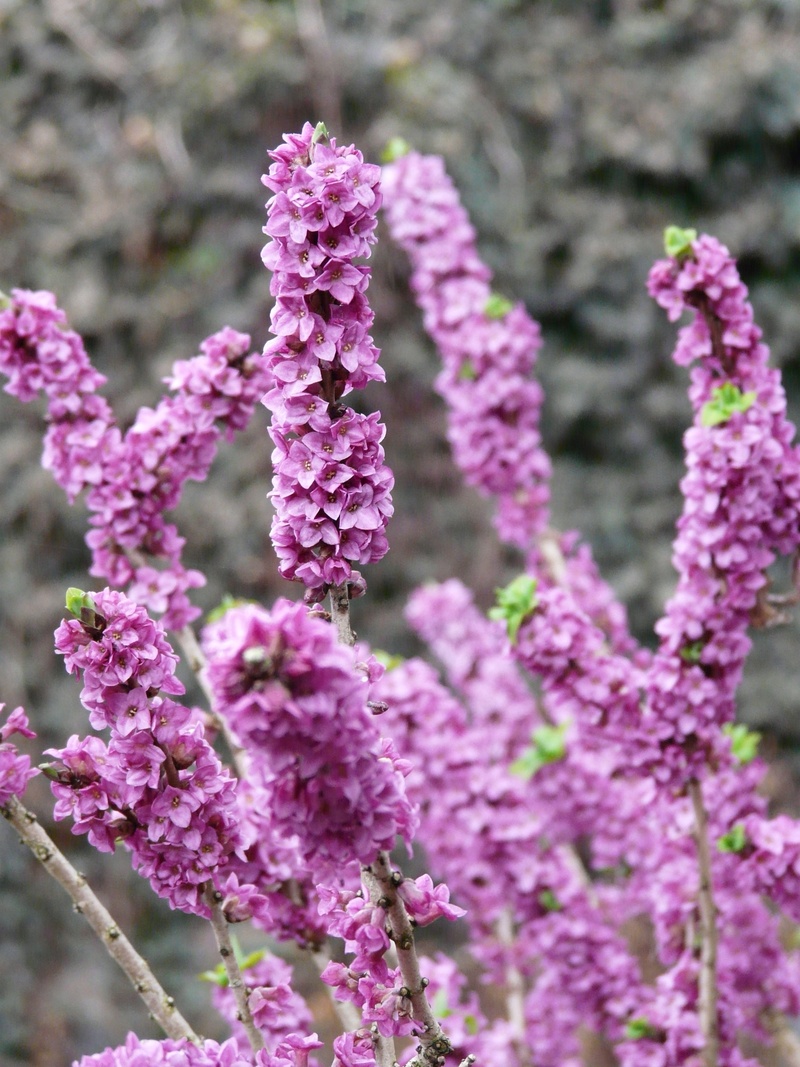 toxic, real seidelbast, daphne mezereum, growth, spring, daphne, beauty in nature, pink color, day, vulnerability, pink, bunch of flowers, focus on foreground