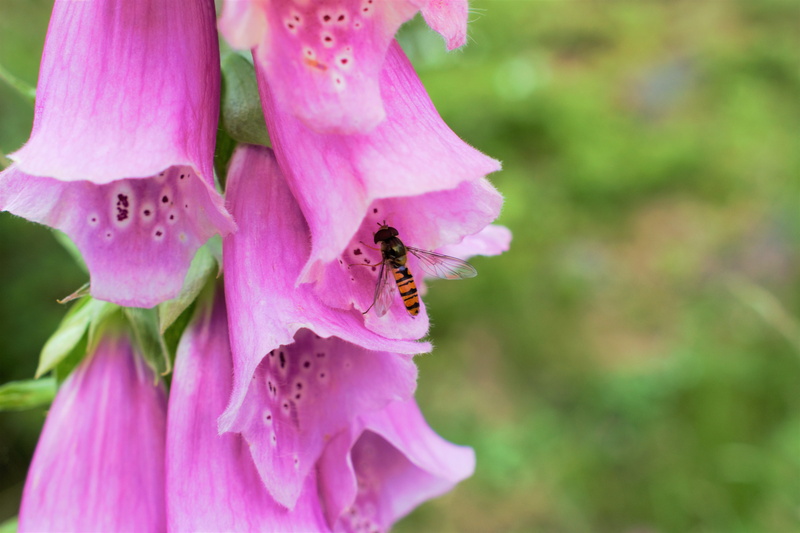 summer flowers, high, bee, europe, freshness, flowering plant, pink flower, åkersberga, fragility, plant, animal, insects, digitalis, plantain, bumblebee
