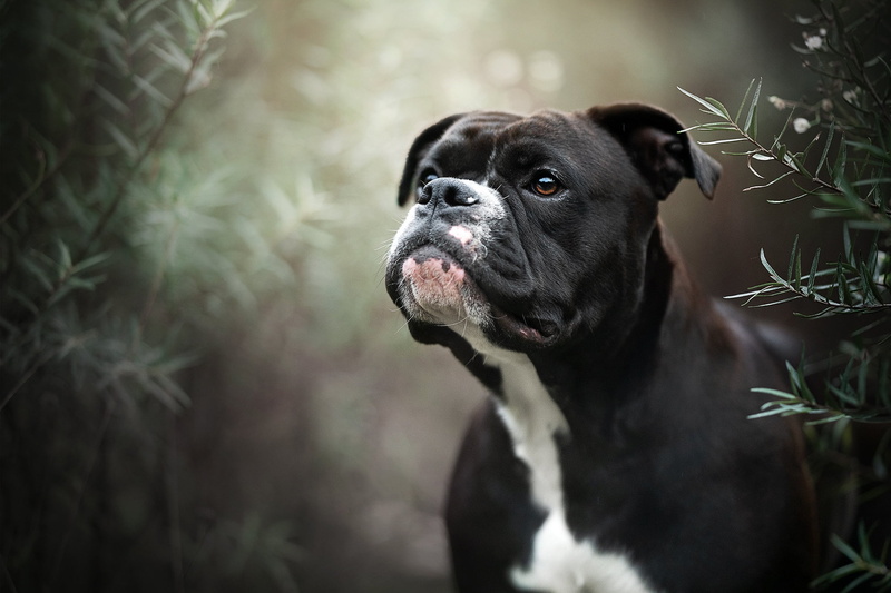 Boxer, Dog, Dogs, 1080P, Pet, Boxer (Dog)