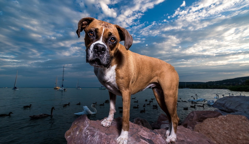 Pet, 1080P, Stare, Dog, Boxer, Dogs, Boxer (Dog)