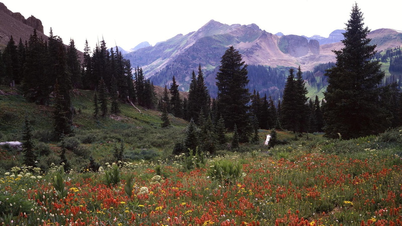 la plata, tree, 1920x1080, mountains, mountain, la, 1080P, colorado, lined, plata, nature, background, valley