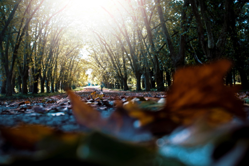 no people, plant, argentina, la plata, tree trunk, outdoors, land, tranquility, sunlight, change, tranquil scene, plant part, selective focus, growth, day