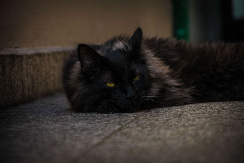 buenos aires, animal eye, looking at camera, park, domestic, pets, lying down, domestic animals, vertebrate, argentina, surface level, one animal, no people