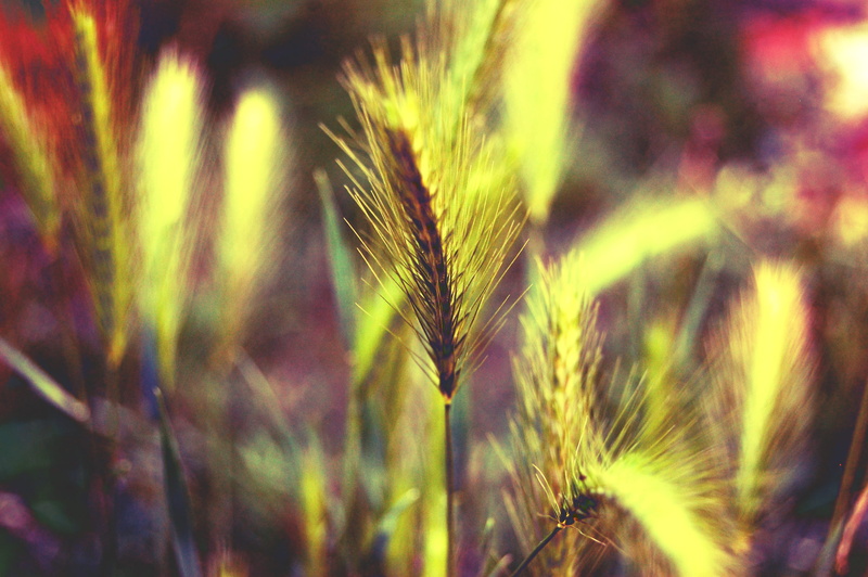 beauty in nature, selective focus, 2K, stalk, la plata, green color, close-up, agriculture, day, grass, focus on foreground, tranquility, land, farm, cereal plant
