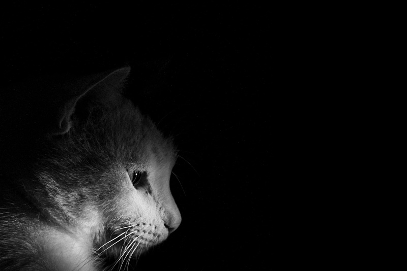 animal body part, vertebrate, close-up, pet, whisker, looking, profile view, domestic, argentina, black and white, domestic animals, animal, animal themes