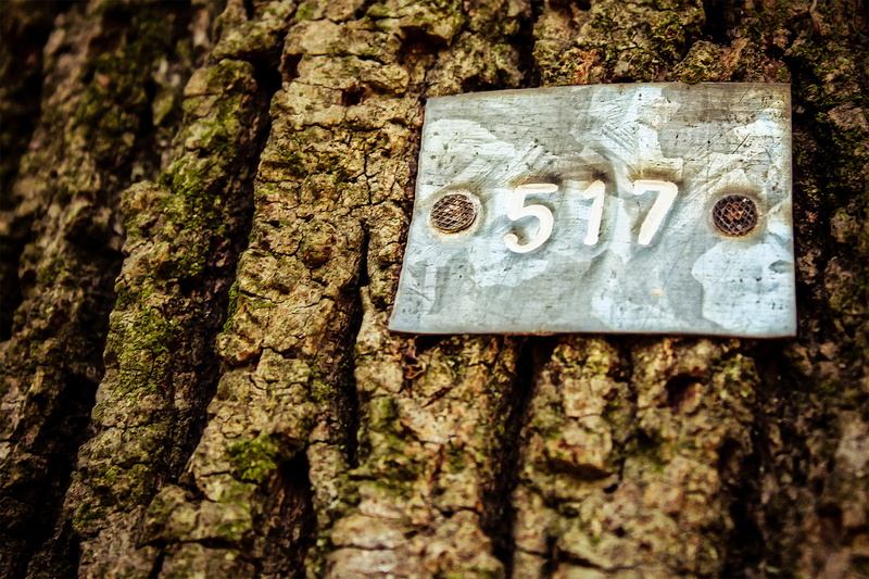 textured, wood, rough, growth, trunk, information, tree trunk, weathered, lichen, argentina, day, no people, focus on foreground, log, tree, number, sign