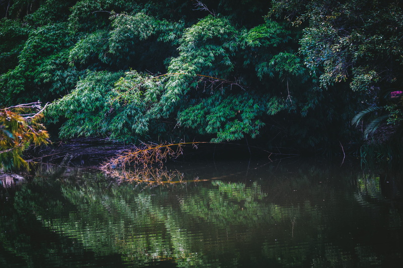 green color, la plata, green, tranquil scene, beauty in nature, waterfront, no people, idyllic, forest, 2K, lake, argentina, plant, day, scenics - nature