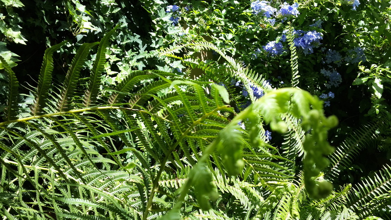 argentina, leaves, close-up, no people, day, vulnerability, tranquility, la plata, freshness, sunlight, tree, selective focus, beauty in nature, forest