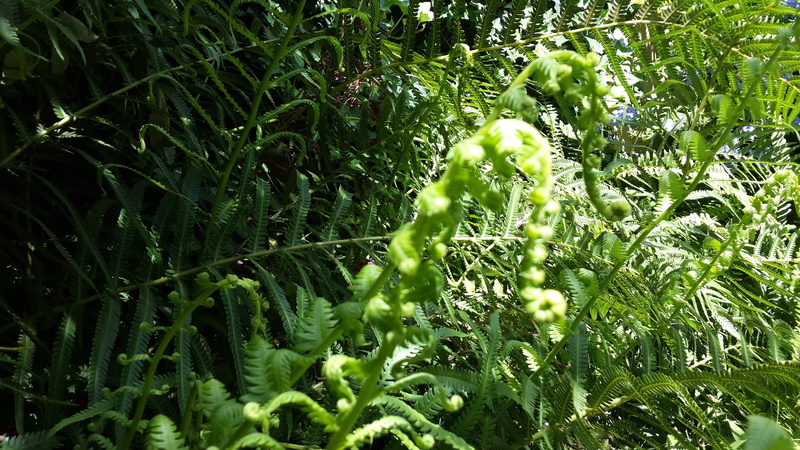 green color, tranquility, field, freshness, argentina, plant, helecho, outdoors, la plata, beauty in nature, no people, leaf, food and drink, 4K, sunlight