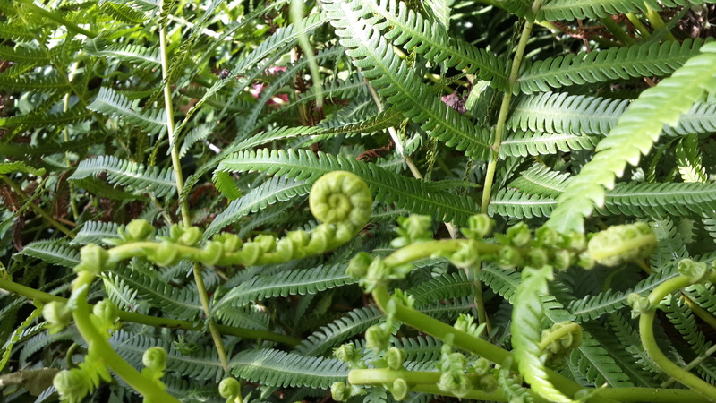 leaf, fragility, selective focus, la plata, fern, full frame, plant part, growth, helecho, no people, leaves, outdoors, beauty in nature, vulnerability