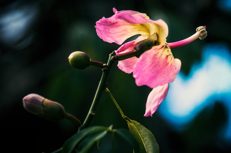 fragility, close-up, focus on foreground, vulnerability, bud, no people, growth, selective focus, flowering plant, 2K, argentina, pink color, day, flower