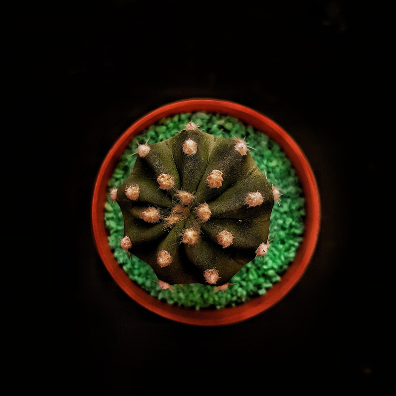 bowl, seed, green, circle, food, wellbeing, healthy eating, naturaleza, green color, sweet food, fruit, temptation, directly above, small, close-up, argentina