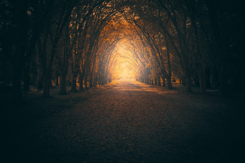 no people, road, diminishing perspective, the way forward, brown, tree, nature, yellow, vanishing point, autumn, tranquility, path, direction, 2K, footpath