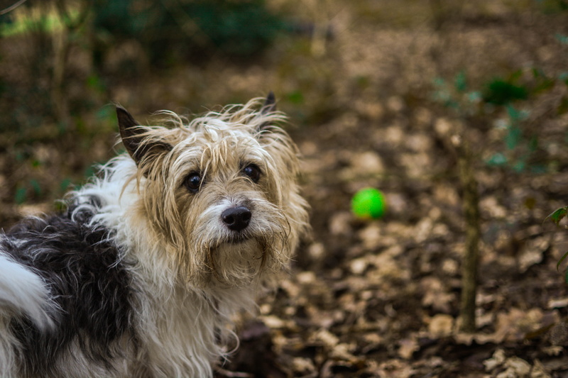 hair, photography, coated, animal themes, pets, day, outdoors, near, land, purebred dog, focus on foreground, animal, animals, plants, puppy, 5K, strap