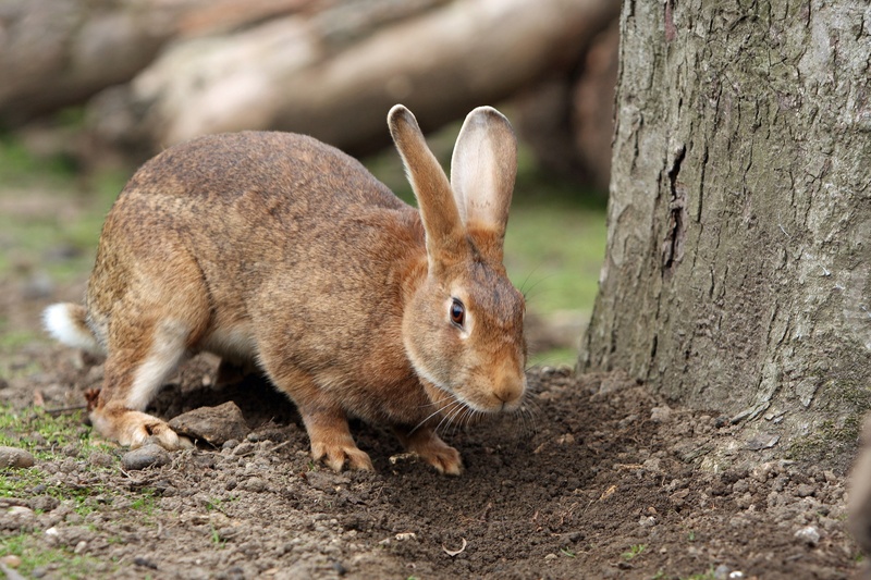 pet, no people, beside, cute, trunk, vertebrate, day, mammal, nature, rabbit, photo, one animal, side view, outdoors, pets, bunny, hare, tree trunk, animals in the wild