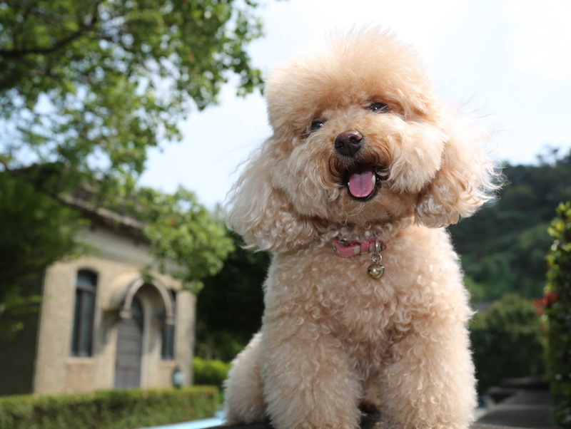 funny animals, 4K, funny pets, Toy Poodle, dog, puppy