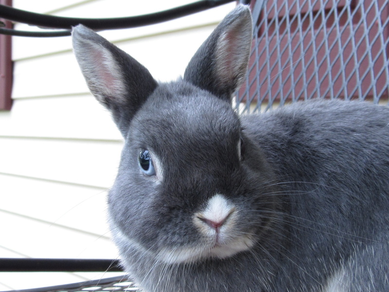 gray, rabbit - animal, white, animal themes, pets, animal wildlife, adorable, close-up, rodent, indoors, 4K, photo, no people, animal ear, focus on foreground