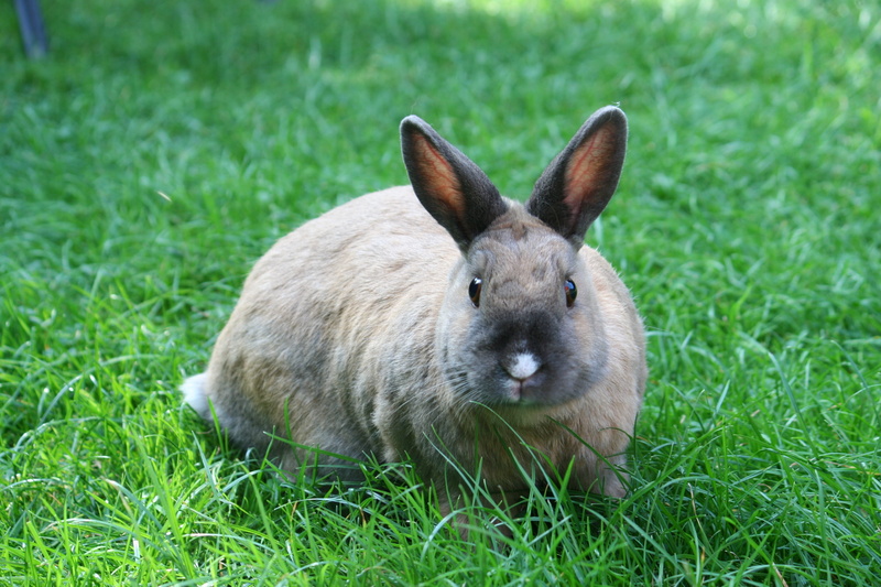 animal themes, grass, green color, field, adorable, pets, rabbit, bunny, day, ears, no people, green, furry, nature, sooty fawn rabbit, dwarf, 2K, domestic