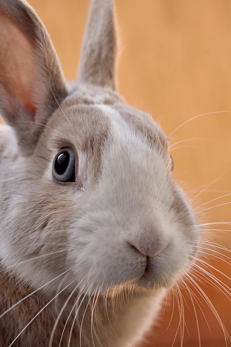 animal wildlife, animal themes, animal eye, one animal, bunny, focus on foreground, focus, animal head, white, pets, softness, animal ear, 4K, rabbit - animal