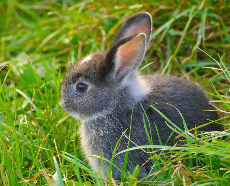 animal head, rabbit, nature, green color, whisker, focus on foreground, herbivorous, domestic, plant, fur, meadow, field, easter, small, one animal, animal themes